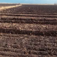 2 هکتار برای نصف کاری کدو