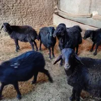 بره پای پروار|حیوانات مزرعه|ایجرود, |دیوار