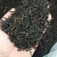 چای لاهیجان