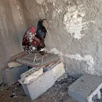 خروس گیلن اصل ابپخش|حیوانات مزرعه|آبپخش, |دیوار