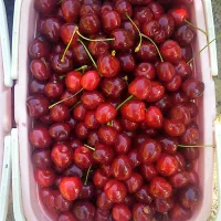 گیلاس به شرط کامل طبیعی