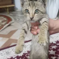 4عدد بچه گربه