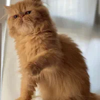 گربه پرشین نر جهت جفتگیری