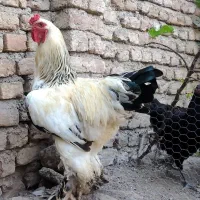 خروس برهما لایت غول