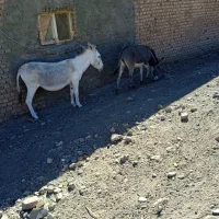 الاغ|حیوانات مزرعه|کوهدشت, |دیوار