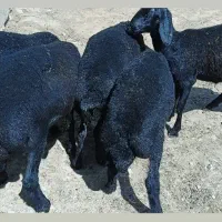 بره ماده قره قزل گوسفند میش قوچ شیشک