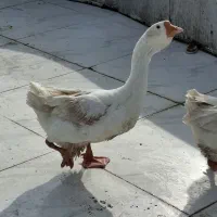 دو عدد قو غاز نر لیندا اصیل|حیوانات مزرعه|آمل, |دیوار