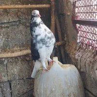 گرهن  ساعت  بالا