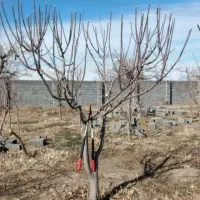 باغبانی سمپاشی هرس کاری تیلرزنی در تمام نقاط مشهد|خدمات باغبانی و درختکاری|مشهد, کوثر|دیوار