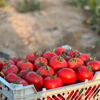 بذر گوجه F1 ،رقم هندی۸۰۲۰،صادراتی،۱۸۰تن برداشت