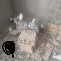 جوجه و جفتگاهی
