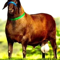 گوسفند زنده تخفیف ویژه 50٪واسه مشتریان دیوار