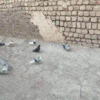 کفتر پرشی ،یاهو،سرور،طوقی،|پرنده|قم, نیروگاه|دیوار