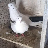 کفتر دمسیا دوماده یک نر کاکلی