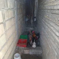 سلام چند عدد مرغ وخوروس دارم واسه فروش