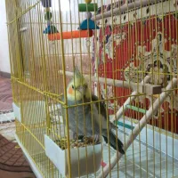 عروس هلندی نر