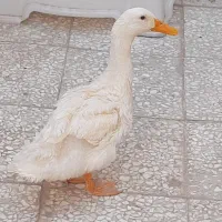 اردک بالغ