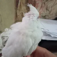 عروس هلندی لوتینو آلبینو|پرنده|تربتحیدریه, یحیی آباد|دیوار