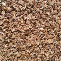 مغز گردو|خوردنی و آشامیدنی|بجنورد, |دیوار