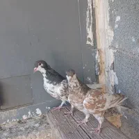 یال قهوه ای گلزرد