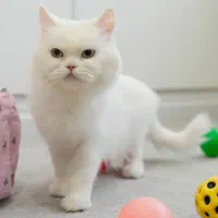 گربه بالغ پرشین دال فیس