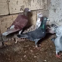 نر پلاکی ۹ تا