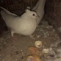 کبوتر|پرنده|جازموریان, |دیوار