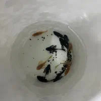 ماهی کت پوزه بوته ای