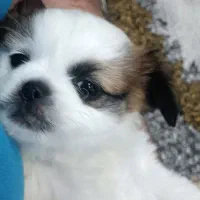 توله میکس پکینیز و شیوابا جیبی