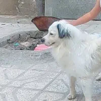 سگ نر پا کوتاه وتربیت شده|سگ|مشهد, انصار|دیوار