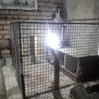 قفس فلزی|لوازم جانبی حیوانات|چناران, |دیوار