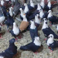 رنگی ودورگ نریاماده
