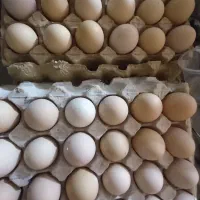 تخم مرغ لاری  وجوجه لاری وخروس لاری ومرغ