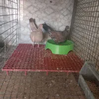 کباتر