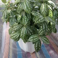 فروش گل