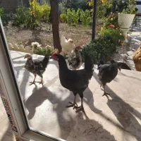 جوجه نیمچه و رسمی