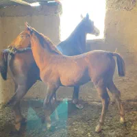 کره ماده استثنایی|اسب و تجهیزات اسبسواری|مرودشت, بهارستان|دیوار