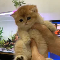 گربه بریتیش گلد ny12