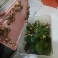 فروش حلزون پرورشی آتاچینا زیر قیمت بازار