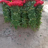 تخفیف ویژه داودی|گل و گیاه طبیعی|قائمشهر, |دیوار