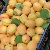 نهال های زردآلو گلدونی بارده  آماده بهره برداری|خدمات باغبانی و درختکاری|اصفهان, آزادگان|دیوار