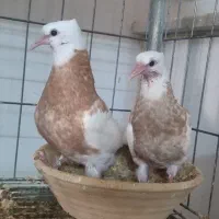 طوقی کرمانشاهی زرد خال سیاه|پرنده|اردکان, |دیوار