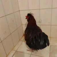 یک‌خروس‌‌سیاه|حیوانات مزرعه|قم, سراجه|دیوار
