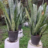 گل سانسوریا|گل و گیاه طبیعی|لاهیجان, لیالستان|دیوار