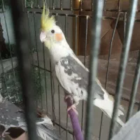 عروس هلندی نر دستی و صحبتی معاوضه