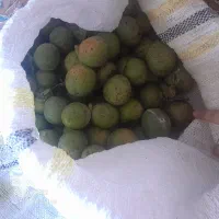 گردو درشت اعلا بشرط