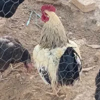خروس