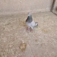 کفتر|پرنده|تهران, آذربایجان|دیوار
