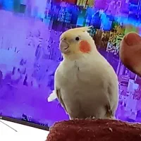 عروس هلندی ماده بالغ