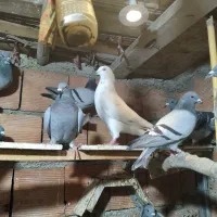 کبوتر مسافتی شجره دار